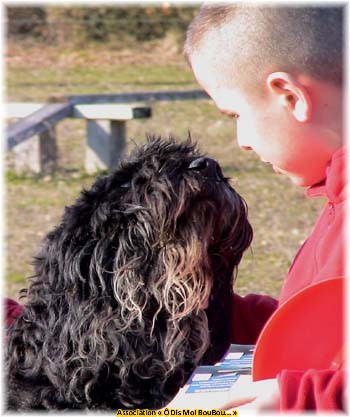 Bouvier des Flandres Association Ô Dis Moi BouBou